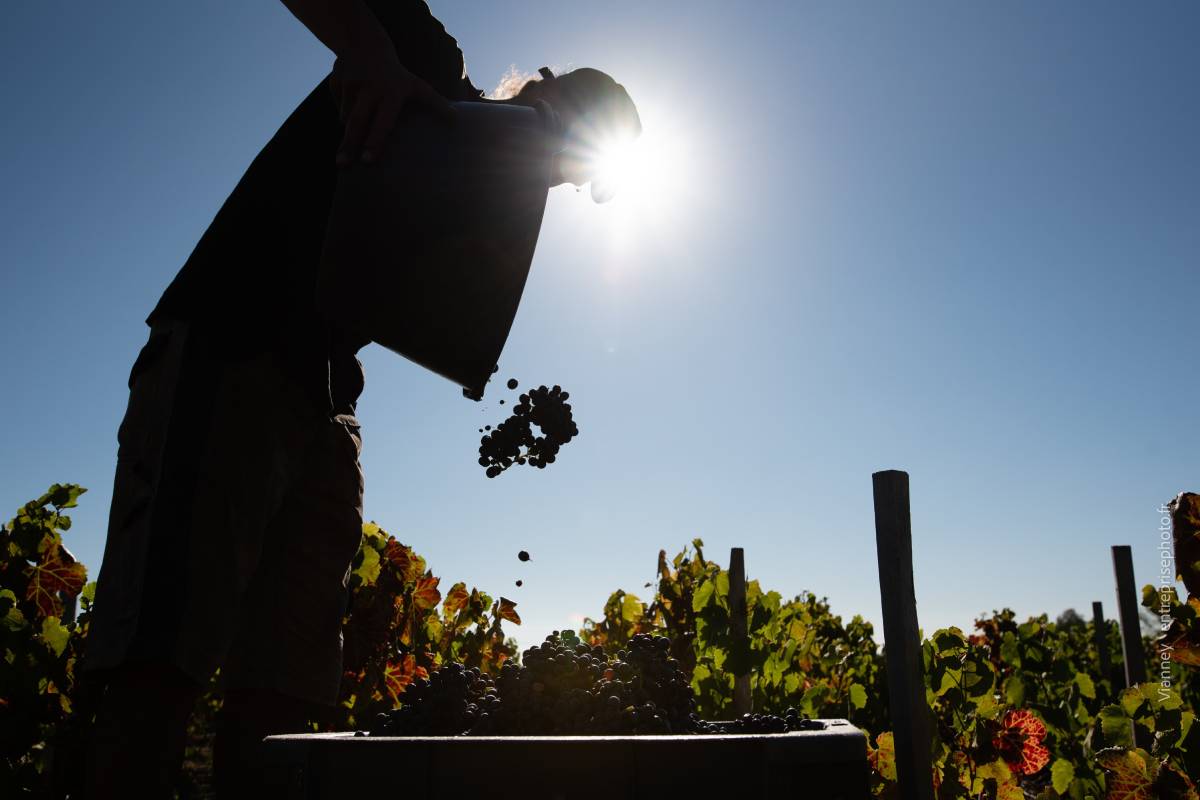 Vianney photographie vigne Beaujolais